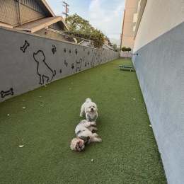 dogs in a dog park