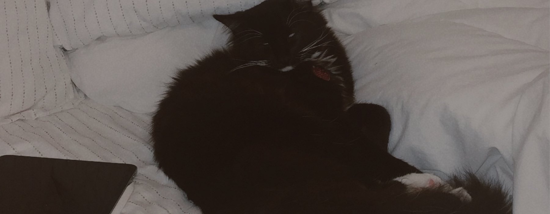 a black cat lying on a bed
