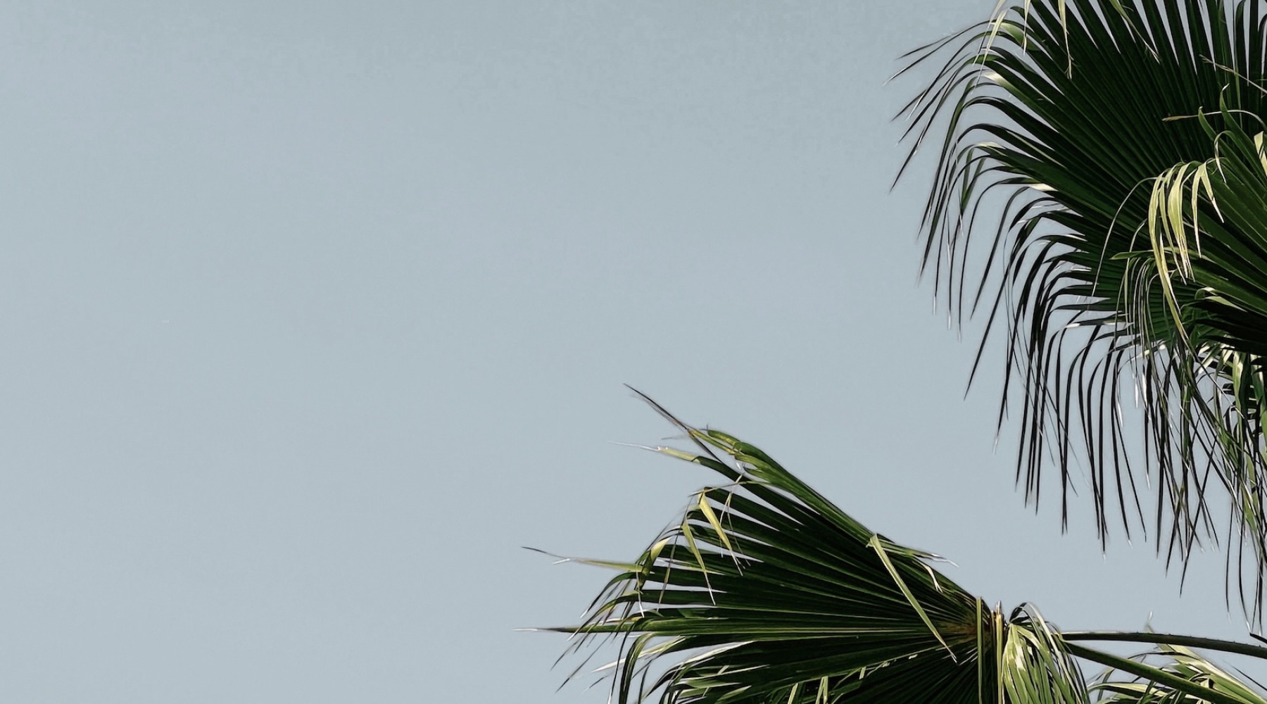 a sky with palm trees